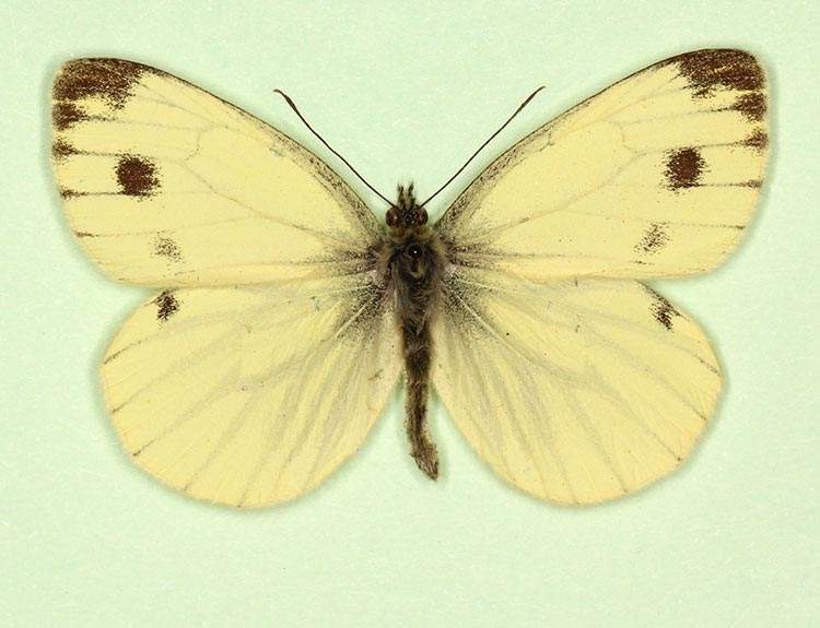 Pieris napi female (aberrant form sulphurea + trans-semimaculata) (Internet Image property of respective owner, non-commercial use only)